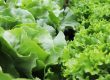 Curiosità e benefici della lattuga e dell’insalata Gentilina